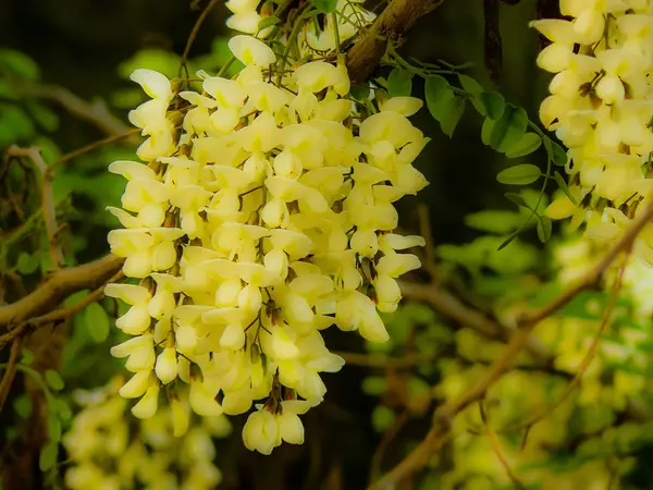 Closeup İsrail Kudüs'ten renkli çiçekler