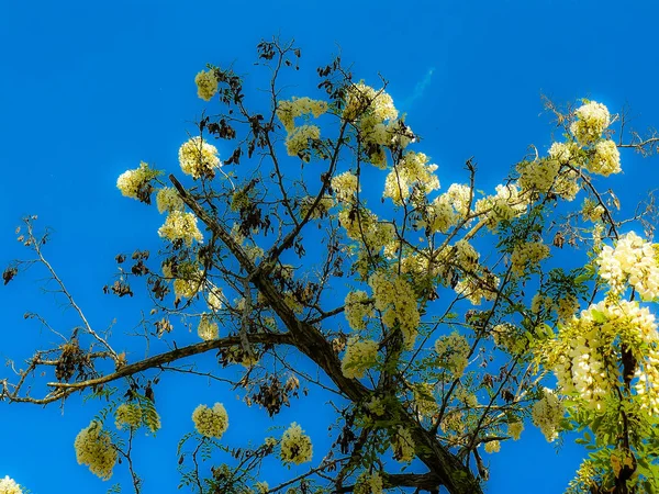 Close Flores Coloridas Jerusalém Israel — Fotografia de Stock