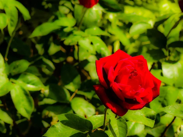 Closeup Srail Kudüs Ten Renkli Çiçekler — Stok fotoğraf