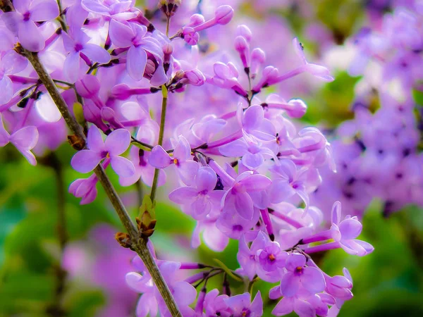 Close Van Kleurrijke Bloemen Uit Jeruzalem Israël — Stockfoto