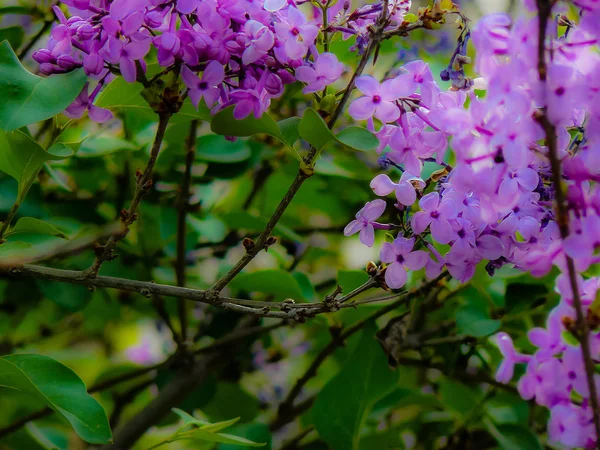 Primo Piano Fiori Colorati Gerusalemme Israele — Foto Stock