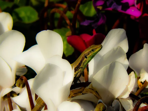 Nahaufnahme Bunter Blumen Aus Jerusalem Israel — Stockfoto