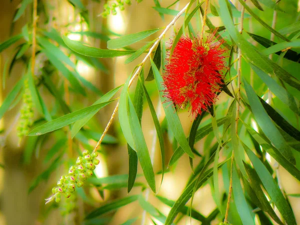 Closeup İsrail Kudüs'ten renkli çiçekler