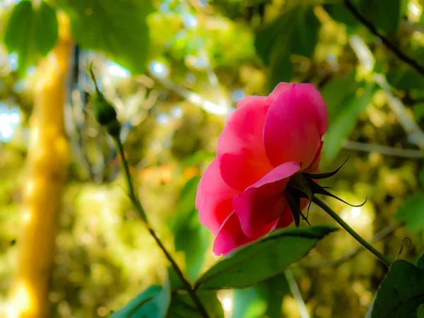 Close Flores Coloridas Jerusalém Israel — Fotografia de Stock