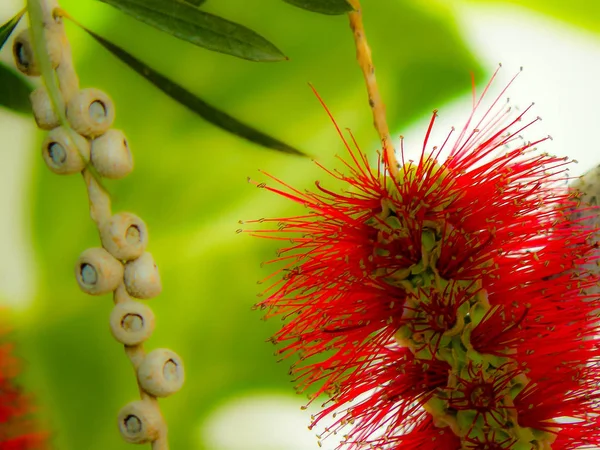 Closeup İsrail Kudüs'ten renkli çiçekler