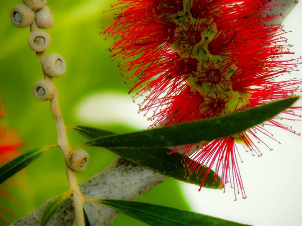 Closeup İsrail Kudüs'ten renkli çiçekler
