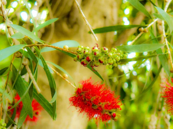Closeup İsrail Kudüs'ten renkli çiçekler