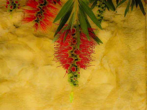 Nahaufnahme Bunter Blumen Aus Jerusalem Israel — Stockfoto