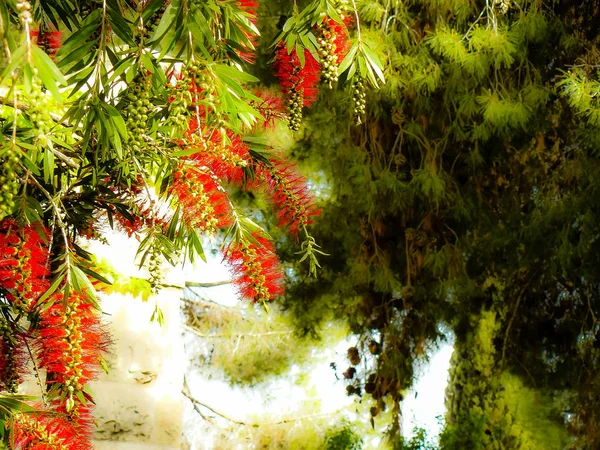 Closeup İsrail Kudüs'ten renkli çiçekler