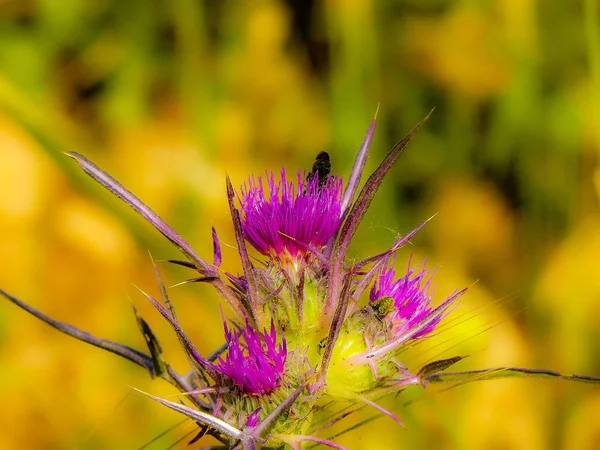 Primer Plano Flores Colores Jerusalén Israel — Foto de Stock