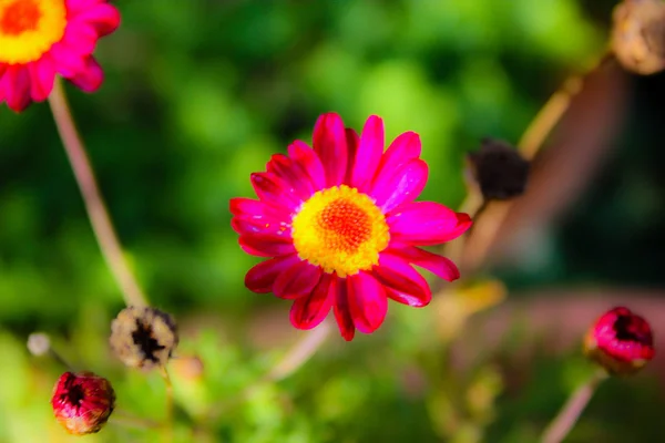 Gros Plan Fleurs Colorées Jérusalem Israël — Photo