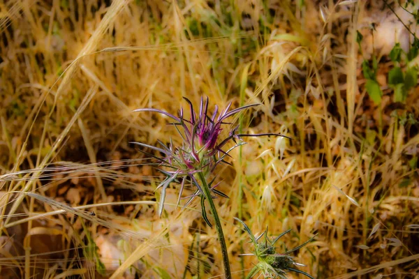 Närbild Färgglada Blommor Från Jerusalem Israel — Stockfoto