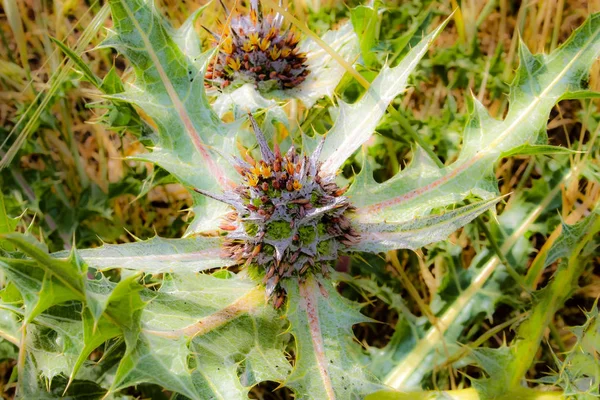 イスラエルのエルサレムから色とりどりの花のクローズ アップ — ストック写真