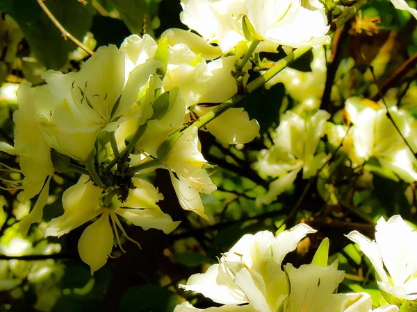 Closeup Colorful Flowers Jerusalem Israel — Stock Photo, Image