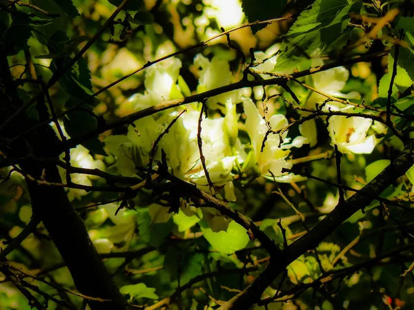 Primer Plano Flores Colores Jerusalén Israel — Foto de Stock