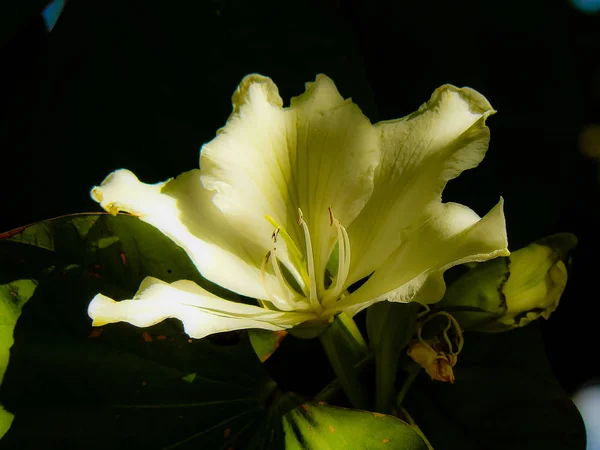 Nahaufnahme Bunter Blumen Aus Jerusalem Israel — Stockfoto