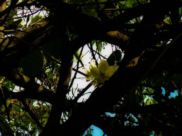 Close Flores Coloridas Jerusalém Israel — Fotografia de Stock