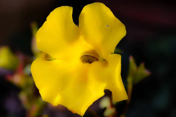 Nahaufnahme Bunter Blumen Aus Jerusalem Israel — Stockfoto