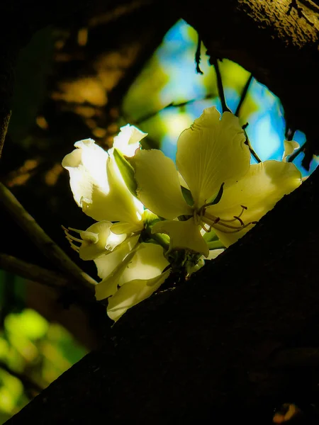 Gros Plan Fleurs Colorées Jérusalem Israël — Photo