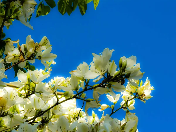 Closeup Colorful Flowers Jerusalem Israel — Stock Photo, Image