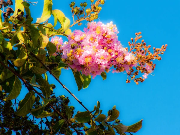 Close Flores Coloridas Jerusalém Israel — Fotografia de Stock