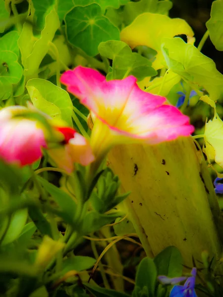 Gros Plan Fleurs Colorées Jérusalem Israël — Photo