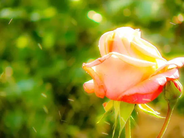 Närbild Färgglada Blommor Från Jerusalem Israel — Stockfoto