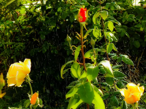 Close Flores Coloridas Jerusalém Israel — Fotografia de Stock