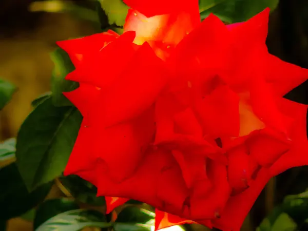 Närbild Färgglada Blommor Från Jerusalem Israel — Stockfoto