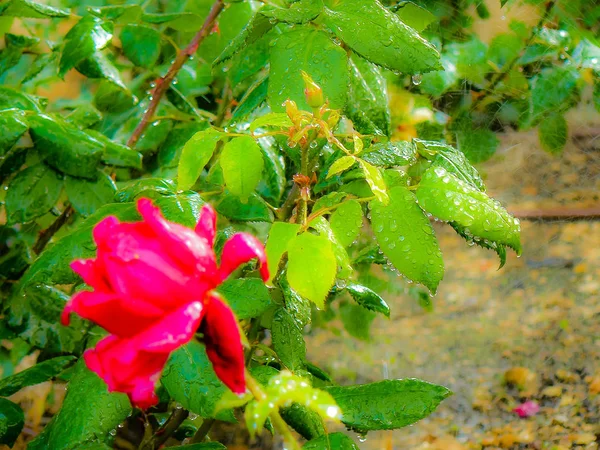 Closeup Colorful Flowers Jerusalem Israel — Stock Photo, Image