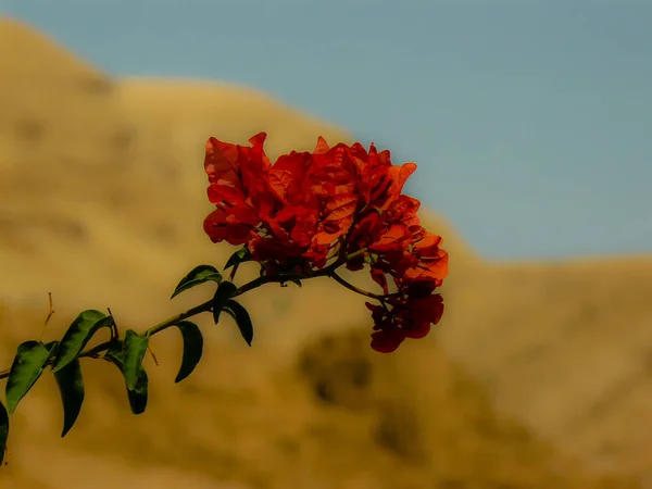 イスラエルのエルサレムから色とりどりの花のクローズ アップ — ストック写真