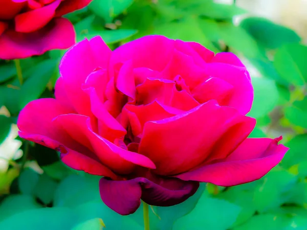 Primer Plano Flores Colores Jerusalén Israel —  Fotos de Stock