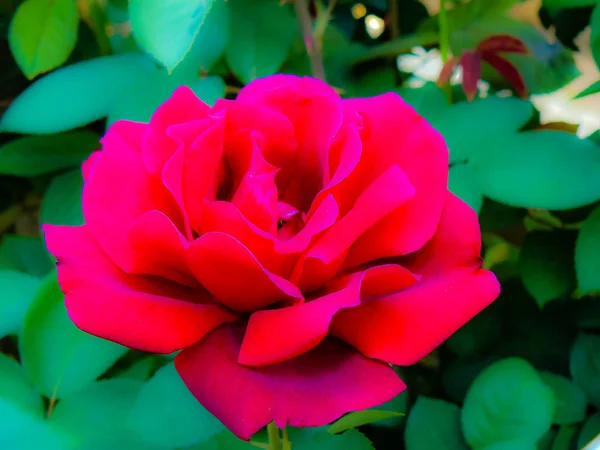 Closeup Colorful Flowers Jerusalem Israel — Stock Photo, Image