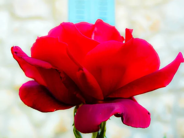 Close Flores Coloridas Jerusalém Israel — Fotografia de Stock