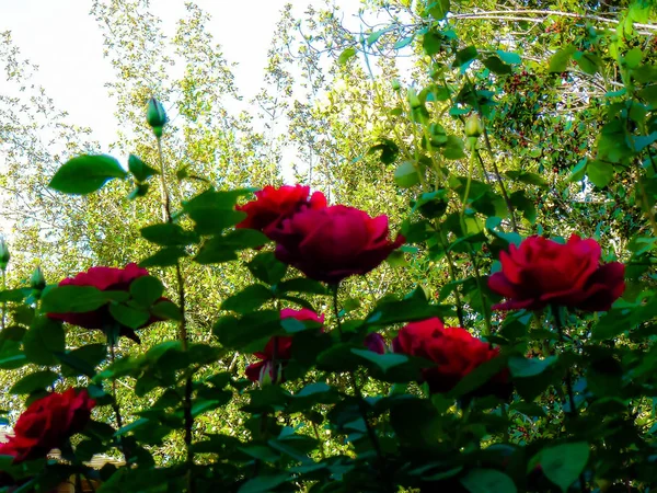 Gros Plan Fleurs Colorées Jérusalem Israël — Photo