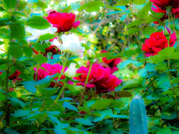 Close Flores Coloridas Jerusalém Israel — Fotografia de Stock