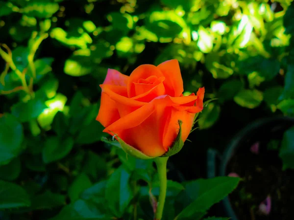 Nahaufnahme Bunter Blumen Aus Jerusalem Israel — Stockfoto