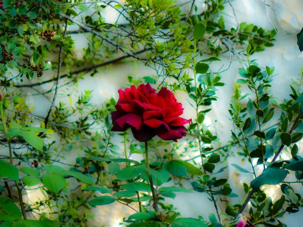 Primer Plano Flores Colores Jerusalén Israel —  Fotos de Stock