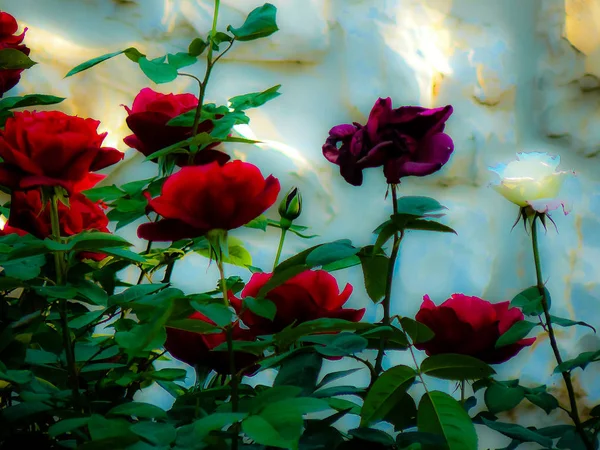 Closeup Colorful Flowers Jerusalem Israel — Stock Photo, Image