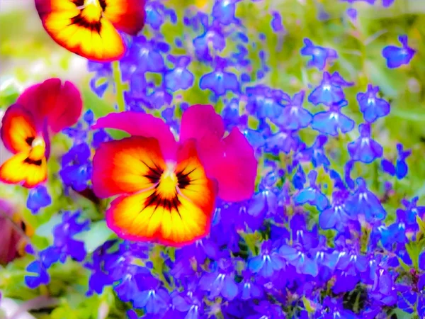 Close Flores Coloridas Jerusalém Israel — Fotografia de Stock