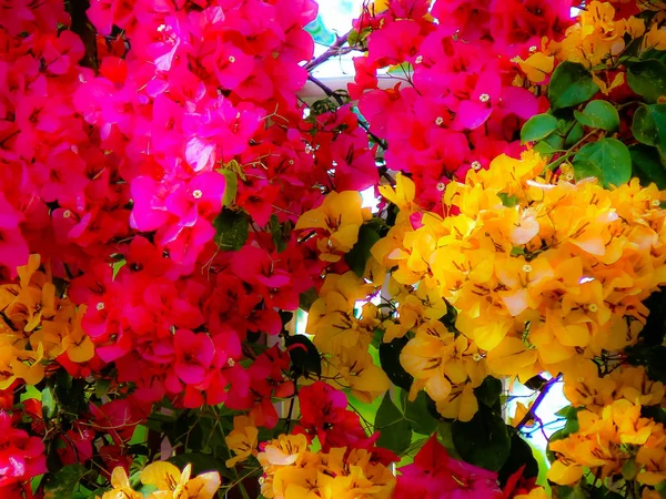 Nærbillede Farverige Blomster Fra Jerusalem Israel - Stock-foto