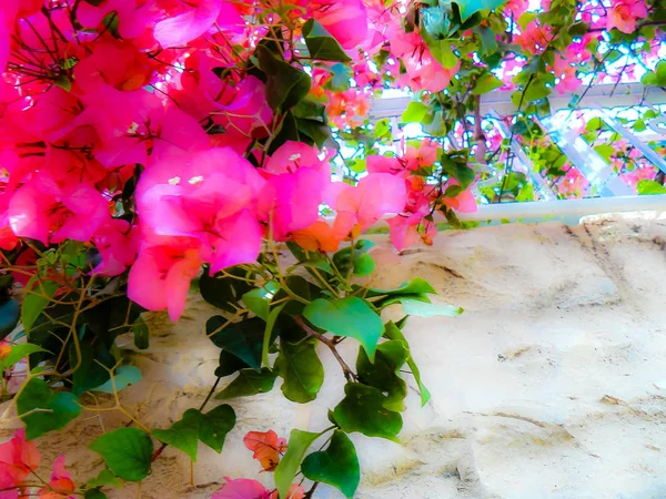 Close Flores Coloridas Jerusalém Israel — Fotografia de Stock