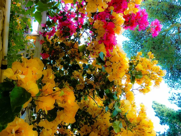Closeup Srail Kudüs Ten Renkli Çiçekler — Stok fotoğraf