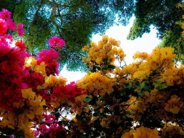 Primer Plano Flores Colores Jerusalén Israel —  Fotos de Stock