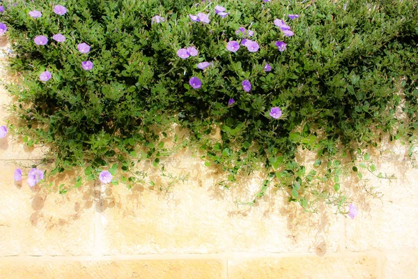 Closeup Colorful Flowers Jerusalem Israel — Stock Photo, Image