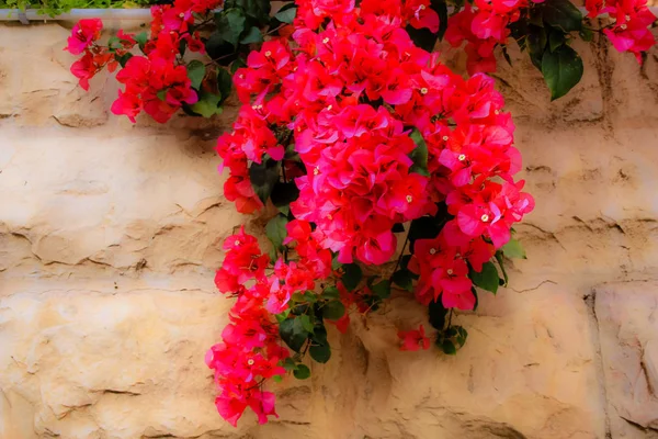 Detailní Barevné Květiny Jeruzaléma Izraeli — Stock fotografie
