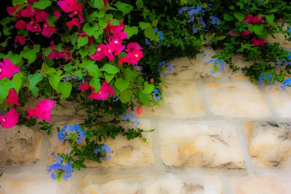 Closeup Colorful Flowers Jerusalem Israel — Stock Photo, Image