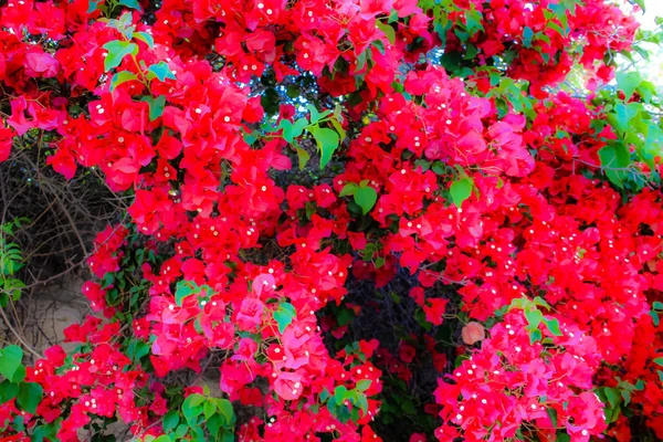 Närbild Färgglada Blommor Från Jerusalem Israel — Stockfoto