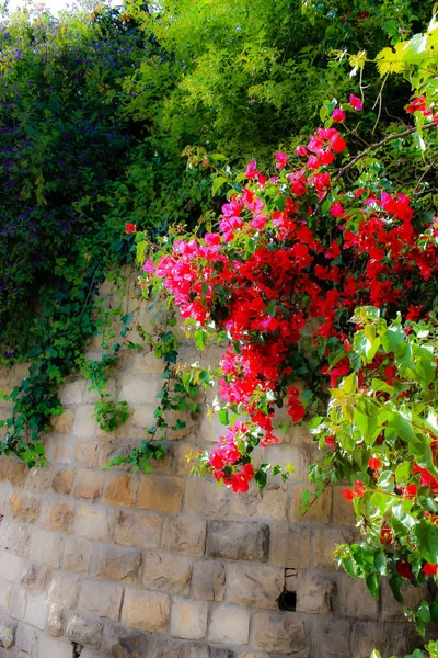 Nahaufnahme Bunter Blumen Aus Jerusalem Israel — Stockfoto