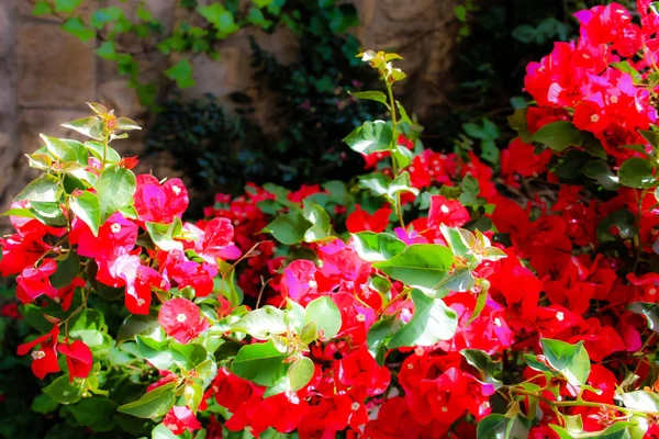 Gros Plan Fleurs Colorées Jérusalem Israël — Photo